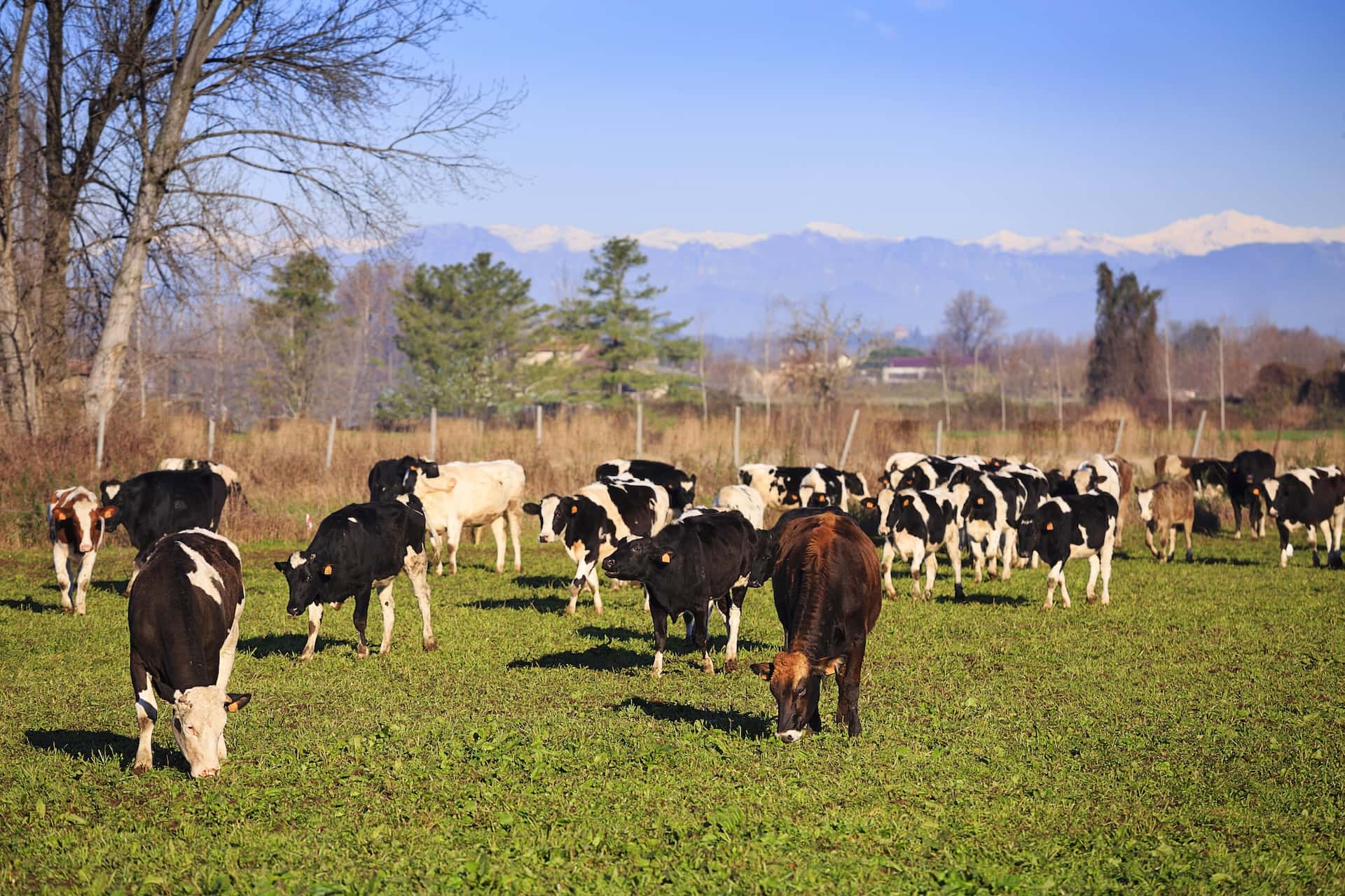 MOREGRANA: piano per una filiera del latte sostenibile