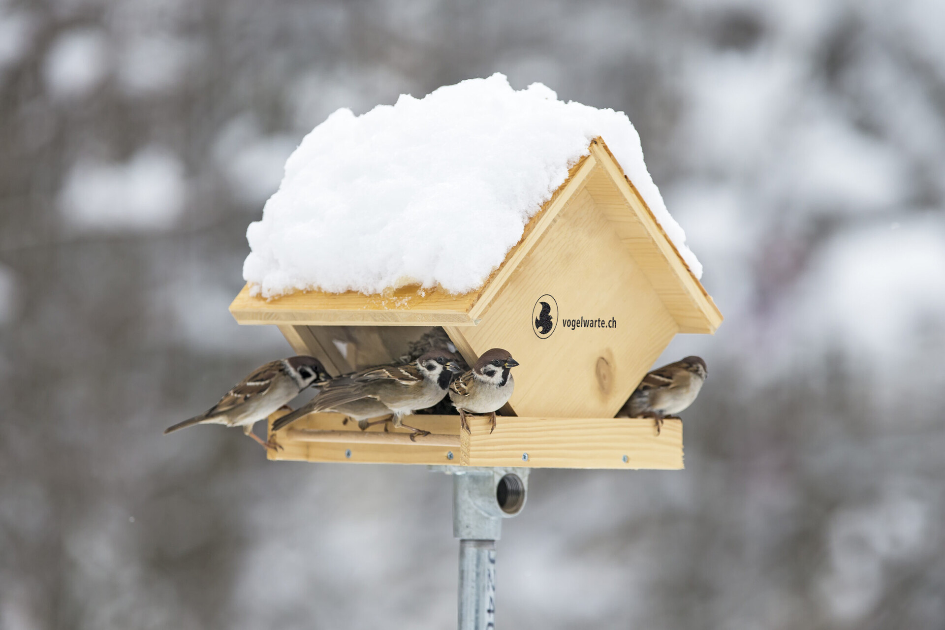 Stazione Ornitologica Svizzera: una casetta per l’alimentazione invernale
