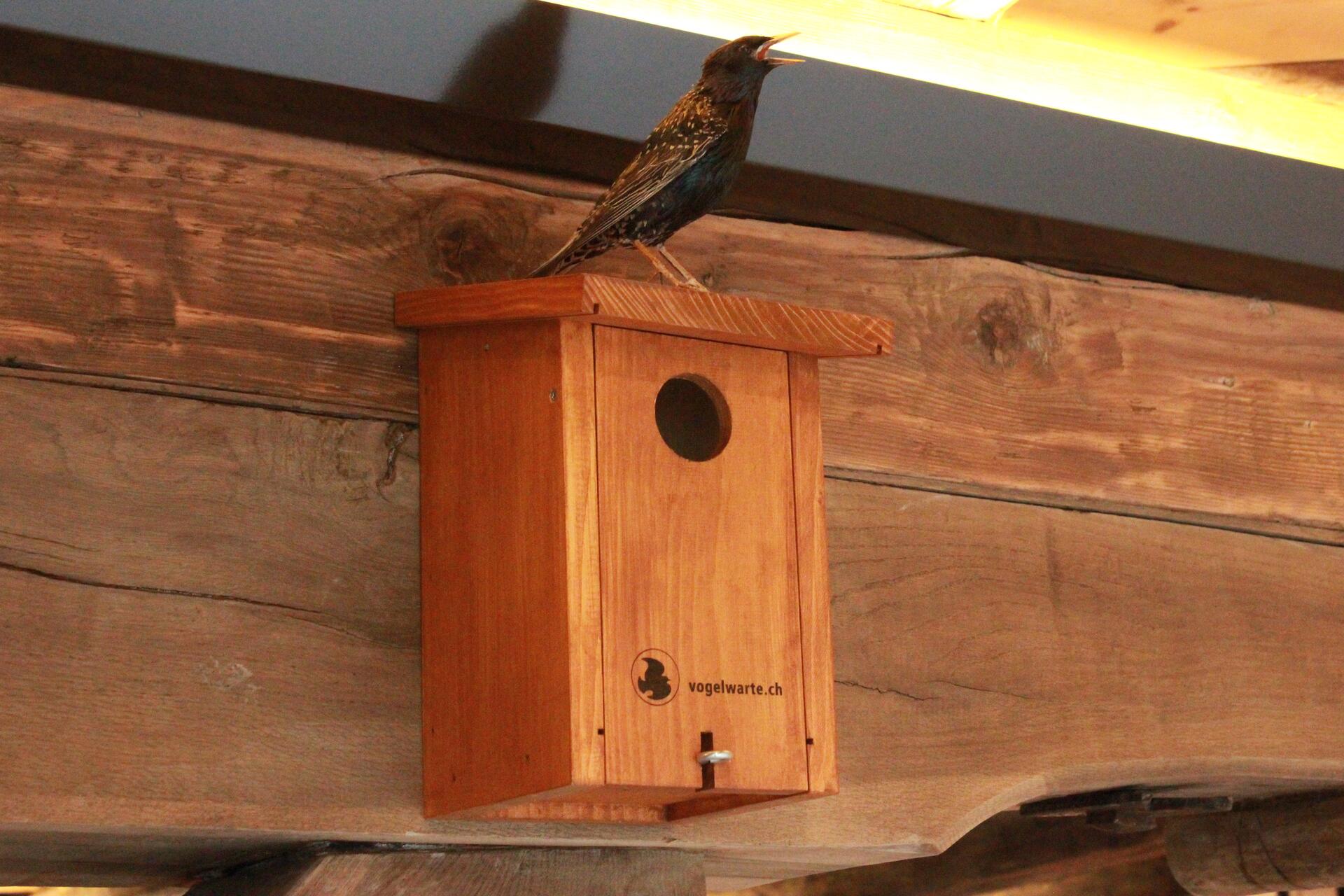 Stazione Ornitologica Svizzera: un ricovero per il nido degli uccelli