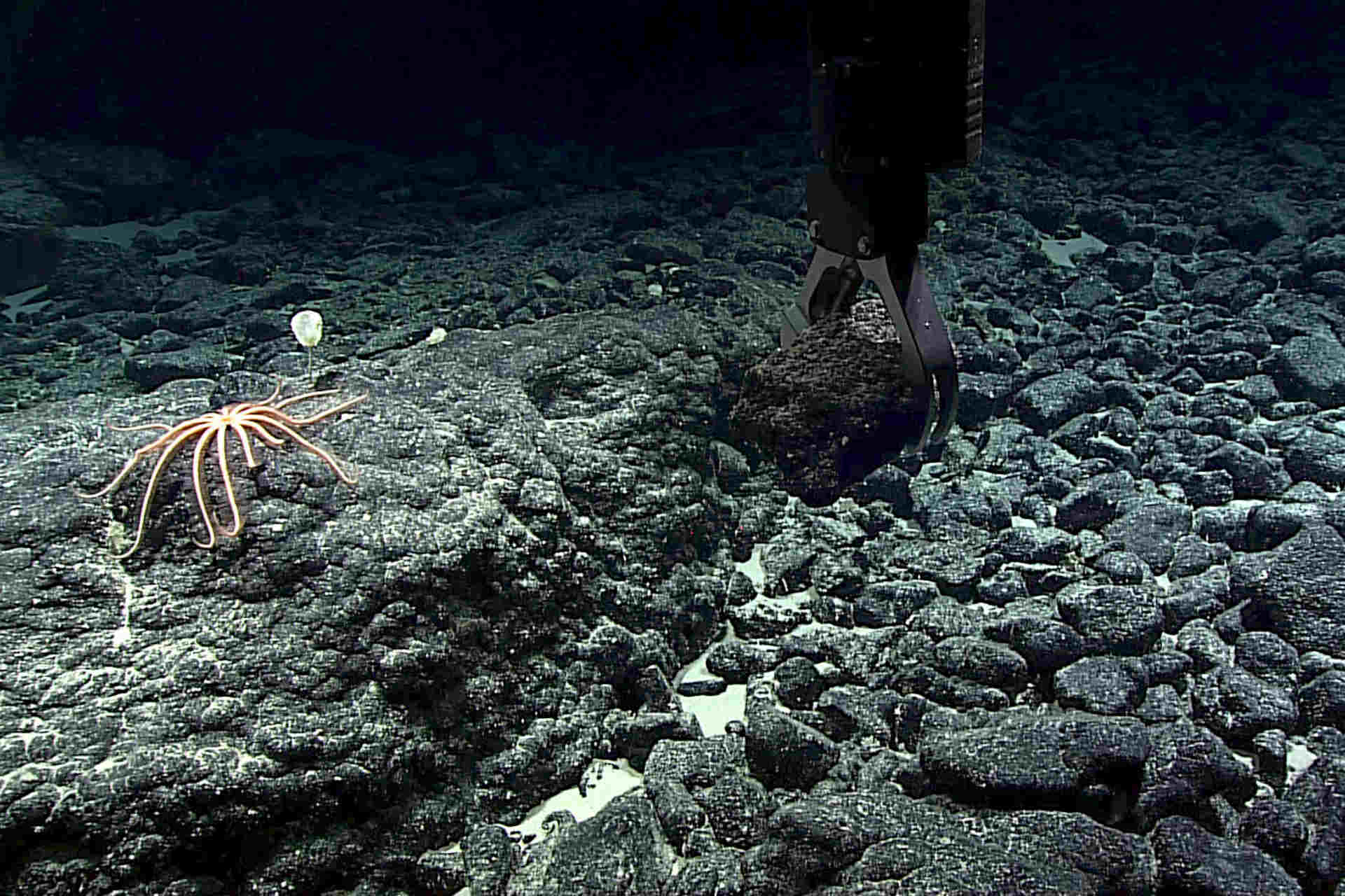 Sul fondo dell'Oceano di produce ossigeno oscuro