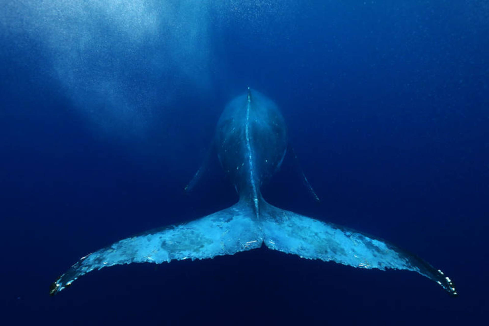 L'estrazione mineraria sottomarina minaccia le balene e non solo