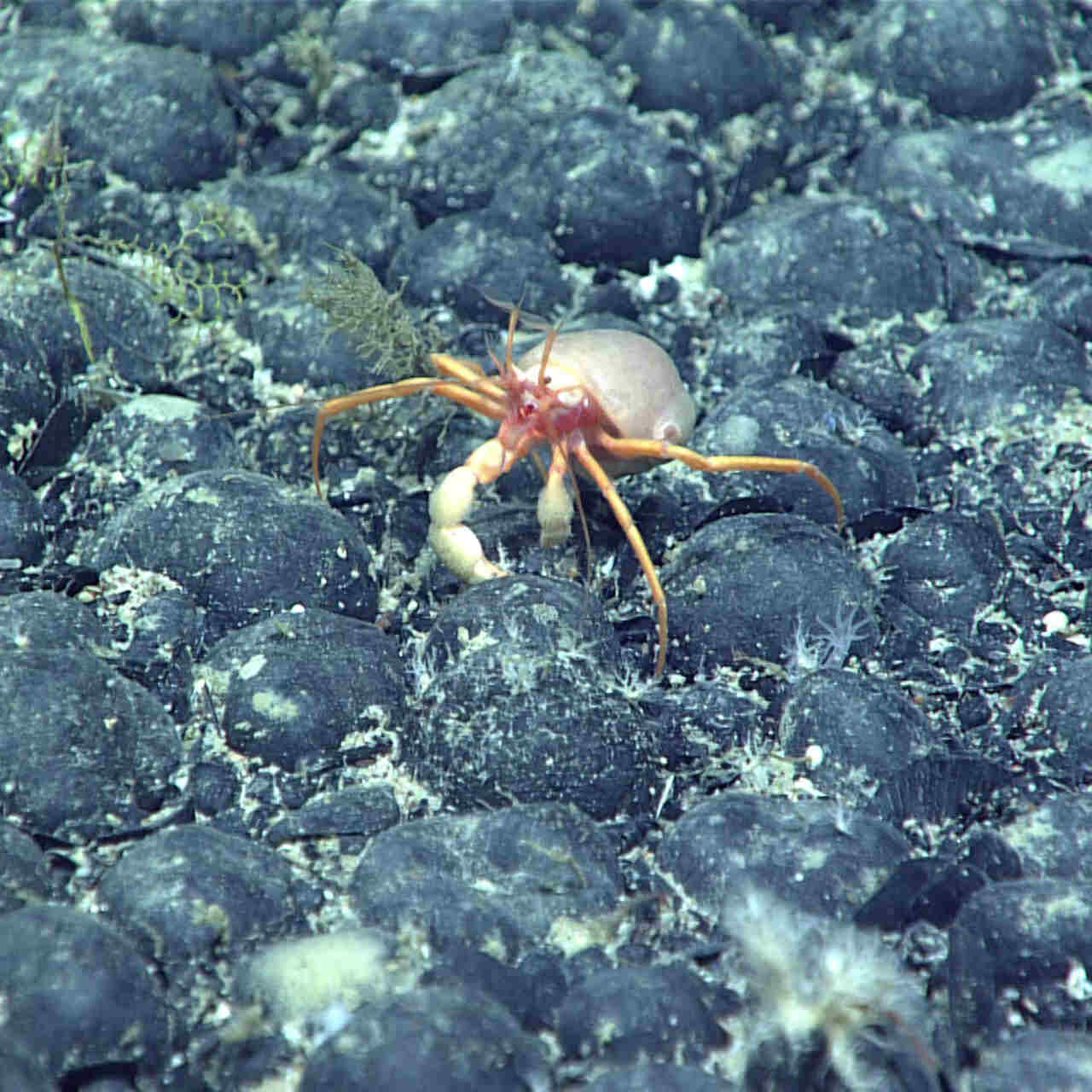 I fondali dell'Oceano Pacifico producono ossigeno: la scoperta