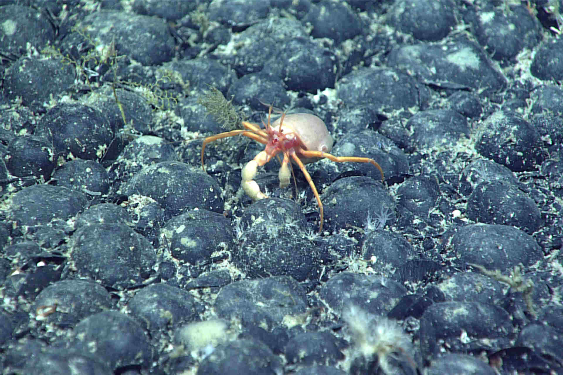 I fondali dell'Oceano Pacifico producono ossigeno: la scoperta